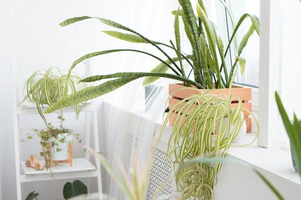 Luxury apartments for rent in monaco: find your dream home